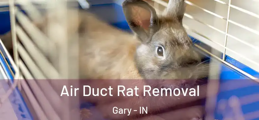  Air Duct Rat Removal Gary - IN